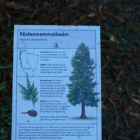 Informationsschild zum Küstenmammutbaum