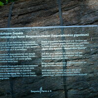 Informationsschild zur Sequoia