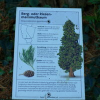 Informationsschild zum Berg- oder Riesenmammutbaum