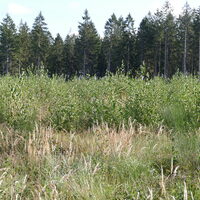 Birkenanpflanzung und Nadelwald
