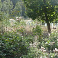 Waldkante, im Hintergrund Jungbäume mit Fraßschutz