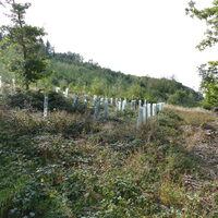 Anpflanzung im Laubwald, junge Bäume mit Fraßschutz